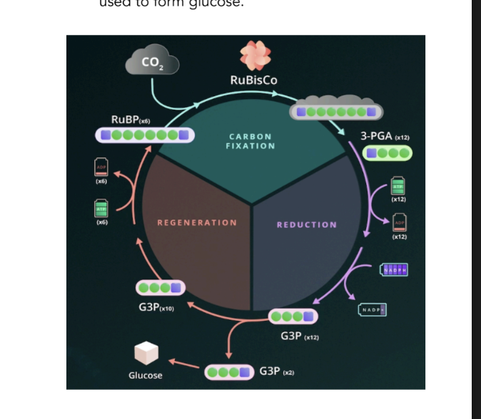 <p>4th step Calvin Cycle</p>