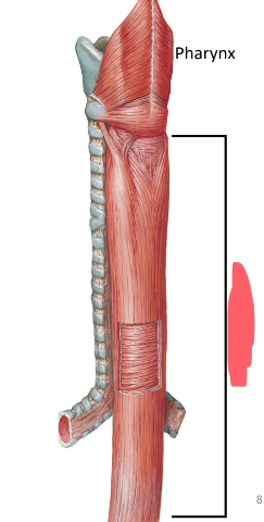 <ul><li><p>stratified squamous epithelium</p></li><li><p>submucosa—blood vessels and nerves</p></li><li><p>muscularis externa</p><ul><li><p>upper 1/3: skeletal muscle</p></li><li><p>middle 1/3: skeletal and smooth muscle</p></li><li><p>lower 1/3: smooth muscle</p></li></ul></li><li><p>serosa—outer CT layer</p></li></ul><p></p>