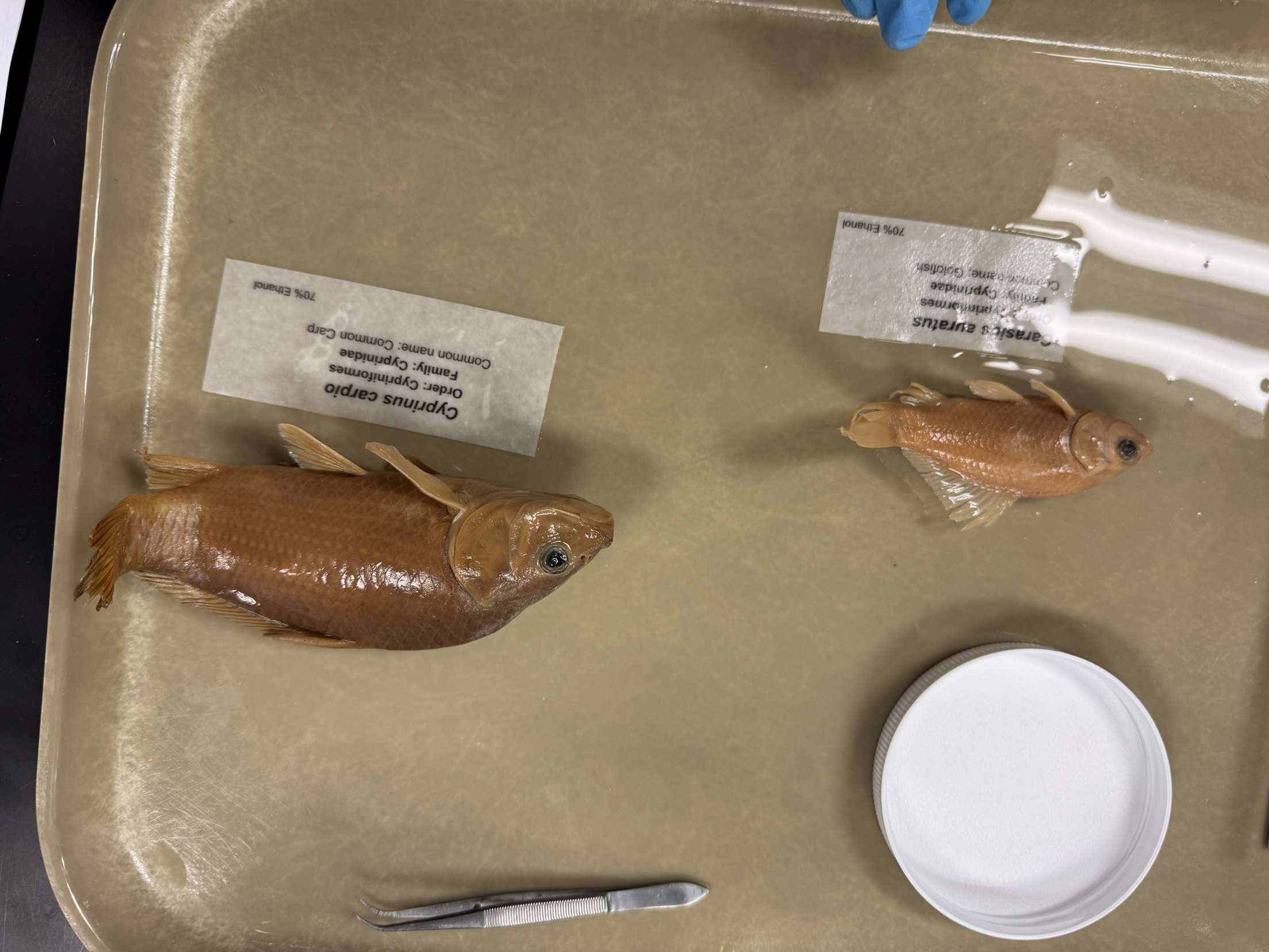 <p>Cypriniformes</p>