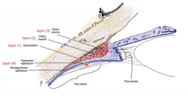 <p>1.supraciliary layer - outermost </p><p>2.ciliary muscle </p><p>3.stroma </p><p>4.epithelial layers: outer basement membrane, pigmented epithelium, non pigmented epithelium, inner basement membrane</p>