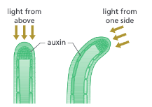 <p>What is phototropism?</p>