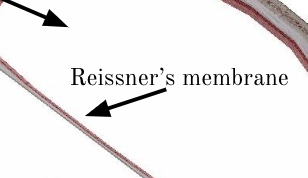 <p><span>Reissner’s membrane</span></p>
