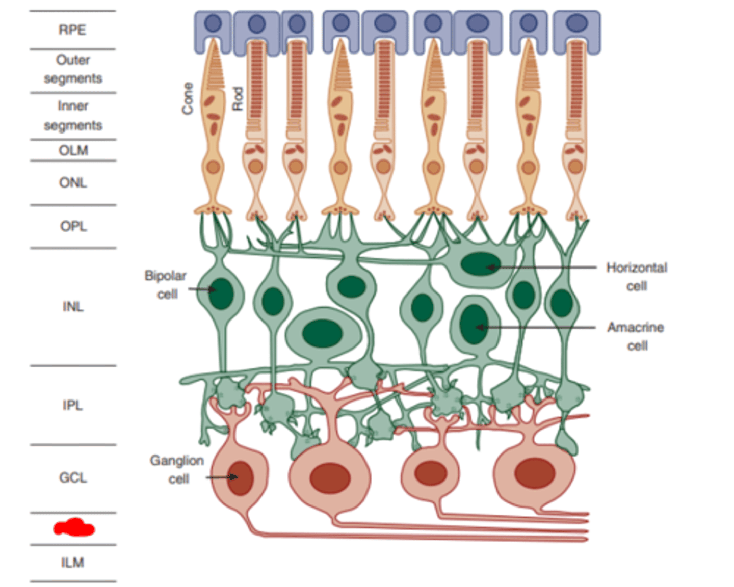 <p>layer of the retina made up of the axons of ganglion cells.</p>