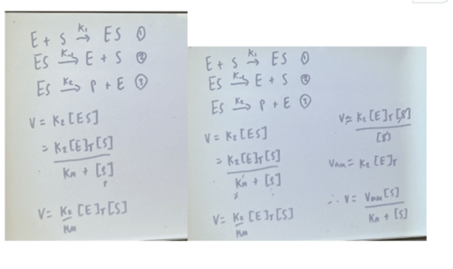 <p>𝑉 = 𝑘2[𝐸𝑆]</p>