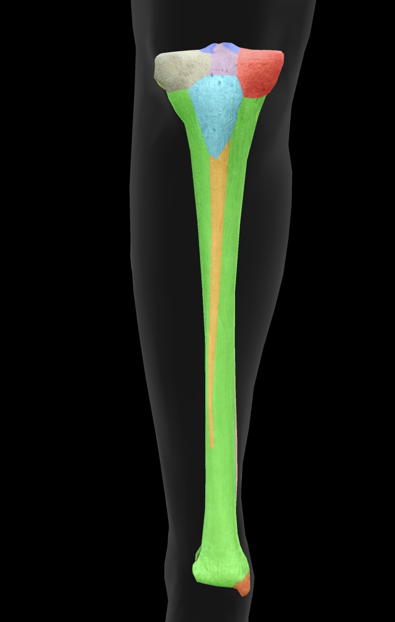 <p>The prominent bony projection on the anterior aspect of the tibia, serving as the attachment site for the patellar ligament. </p><p>insertion: quadriceps nuscle group</p>