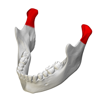 <p>Which bone landmark of the skull is the knuckle at the end of the jaw?</p>
