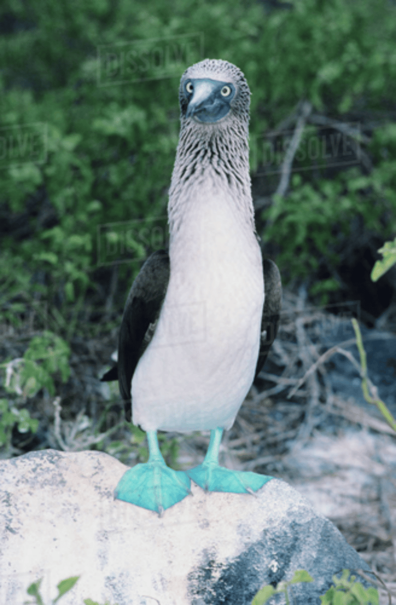 <p>Blue-footed Booby </p>