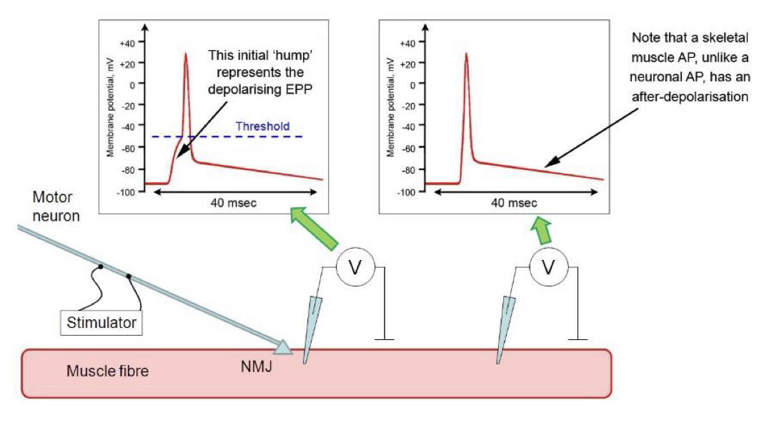 <p>Depolarisation of the post-synaptic membrane at about 20-40 mV, and propagates electrotonically and hence locally to nearby Na channels.</p>