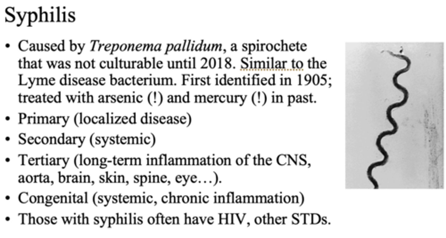 <p>syphilis</p>