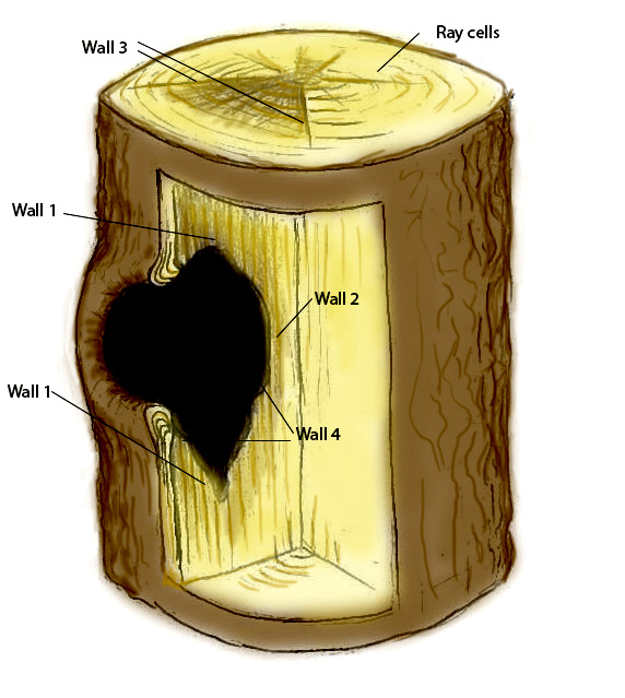 <p>Compartmentalization of Decay in Trees</p><p></p>