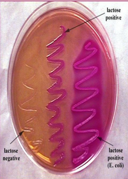 <p>macconkey medium </p><p>indicator is neutral red which changed to pink in presence of acis which is produced from lactose fermentation </p><p>used in cultivation of enteric bacteria </p><p>and it differentiate between two major group of bacteria LF (rose) and NLF  (pale)</p>