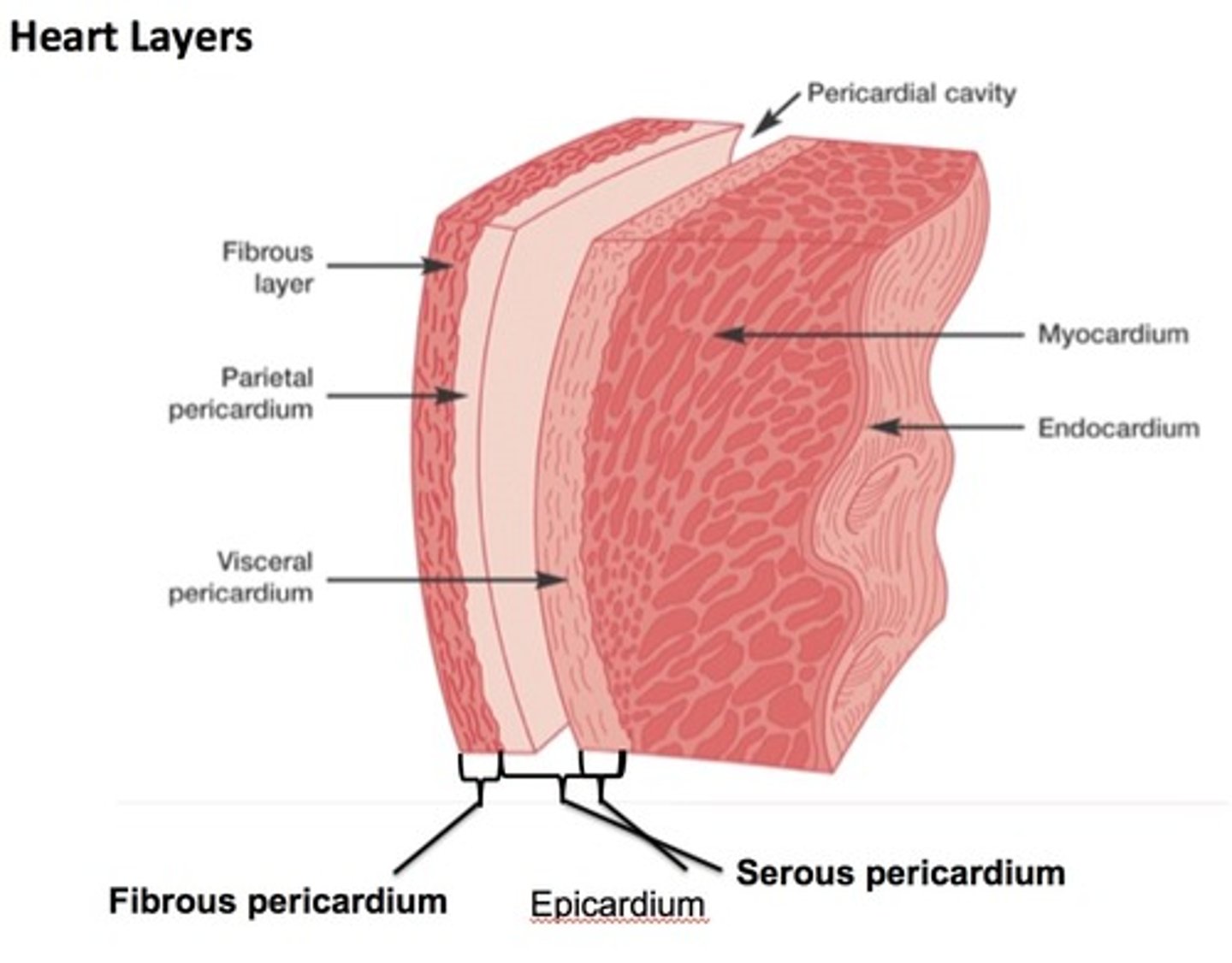 <p>outermost layer of heart wall, same as visceral pericardium</p>