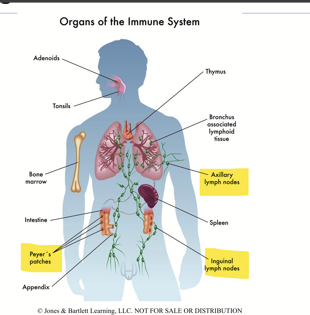 <p>Lymphatic Node:</p><ul><li><p>A small, bean-shaped checkpoint</p></li><li><p>Role includes:&nbsp;Filtering lymph fluid and checks for invaders</p></li></ul><p>Lymphatic Duct</p><ul><li><p>A tube or vessel, is like a highway for lymph fluid</p></li><li><p>Role includes: Carrying lymph fluid between nodes and tissues</p></li></ul><p></p>