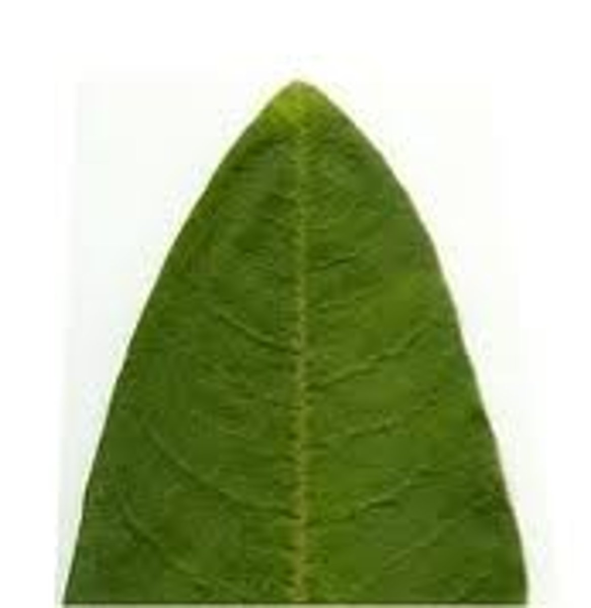 <p>tapering to a pointed apex leaf tip</p>