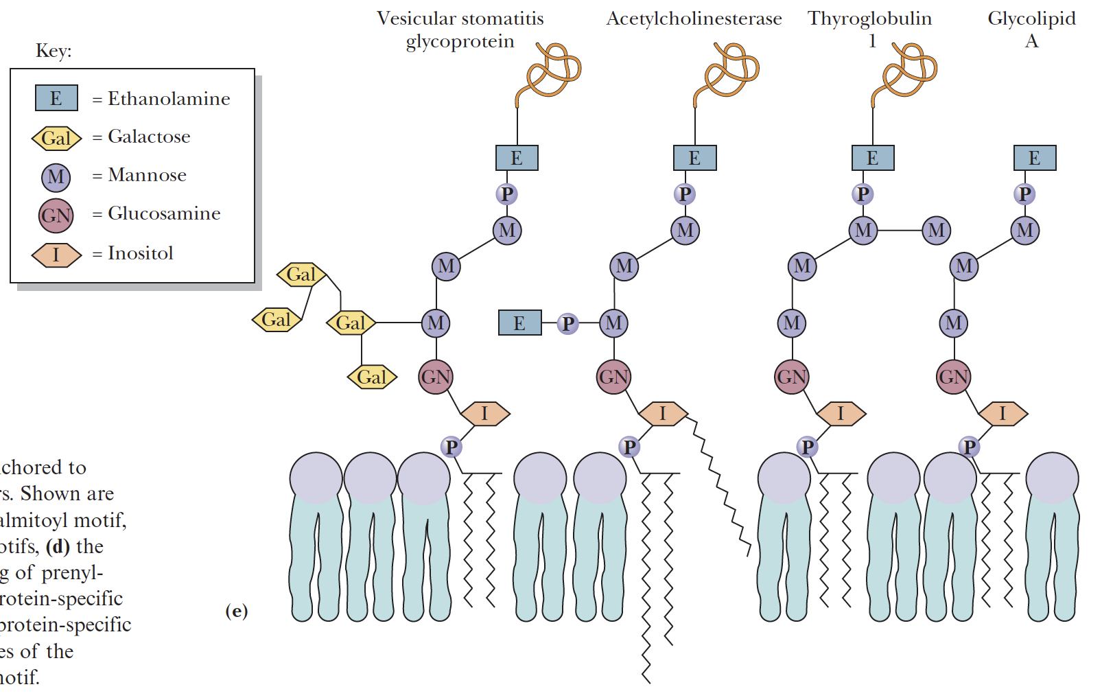 <p>Groups modify the C-terminus of a target protein via an ethanolamine residue linked to an oligosaccharide, which is linked in turn to the inositol moiety of a phosphatidylinositol.</p><p></p>