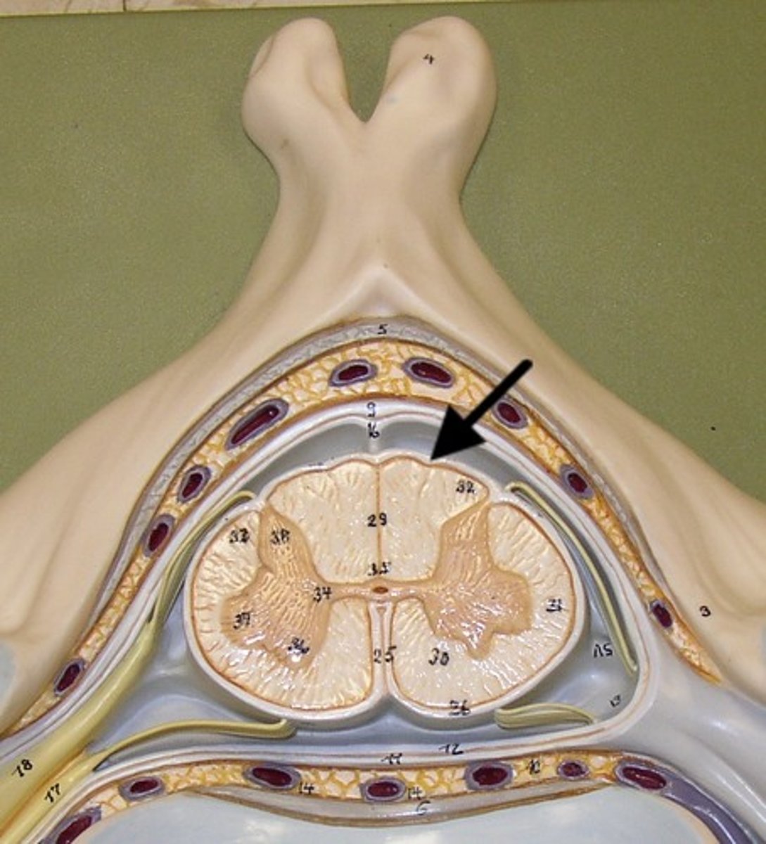 <p>thin, delicate inner membrane of the meninges</p>