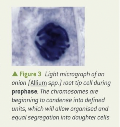 <ol><li><p>chromatin fibres (made of various proteins, RNA, DNA, complex)- begin to coil and condense to form chromosomes that will take up stain to become visible under the light microscope - nucleus disappears - nuclear membrane begins to break down.</p></li><li><p>protein microtubules form spindle-shaped structures linking the poles of the cell. The fibres forming the spindle are necessary to move the chromosomes into the correct positions before division.</p></li><li><p>In animal and some plant cells, two centrioles (cylindrical bundles of proteins that help in the formation of the spindle) migrate to opposite poles of the cell.</p></li><li><p>the spindle fibres attach to specific areas on the centromeres and start to move the chromosomes to the centre of the cell.</p></li><li><p>By the end of the prophase the nuclear envelope has disappeared.</p></li></ol>