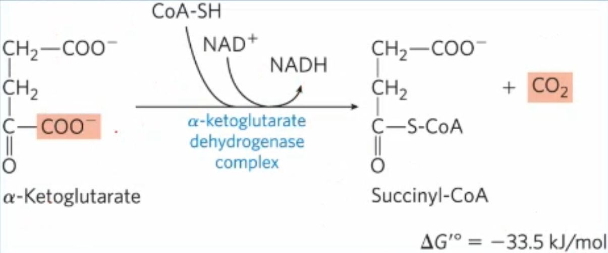 <p>alpha-KG dehydrogenase complex (same method as PDC, same 5 cofactors, similar E1 & E2, identical E3)). Alpha-KG is first decarboxylated, then oxidized and lastly bound to CoA by the alpha-KG complex, generating succinyl-CoA, CO2, and NADH. Goes back to 4 carbons. Irreversible rxn</p>