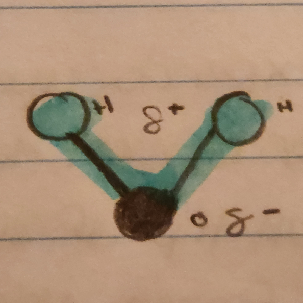 S- and S+ signify where the molecule is more negative vs. more positive