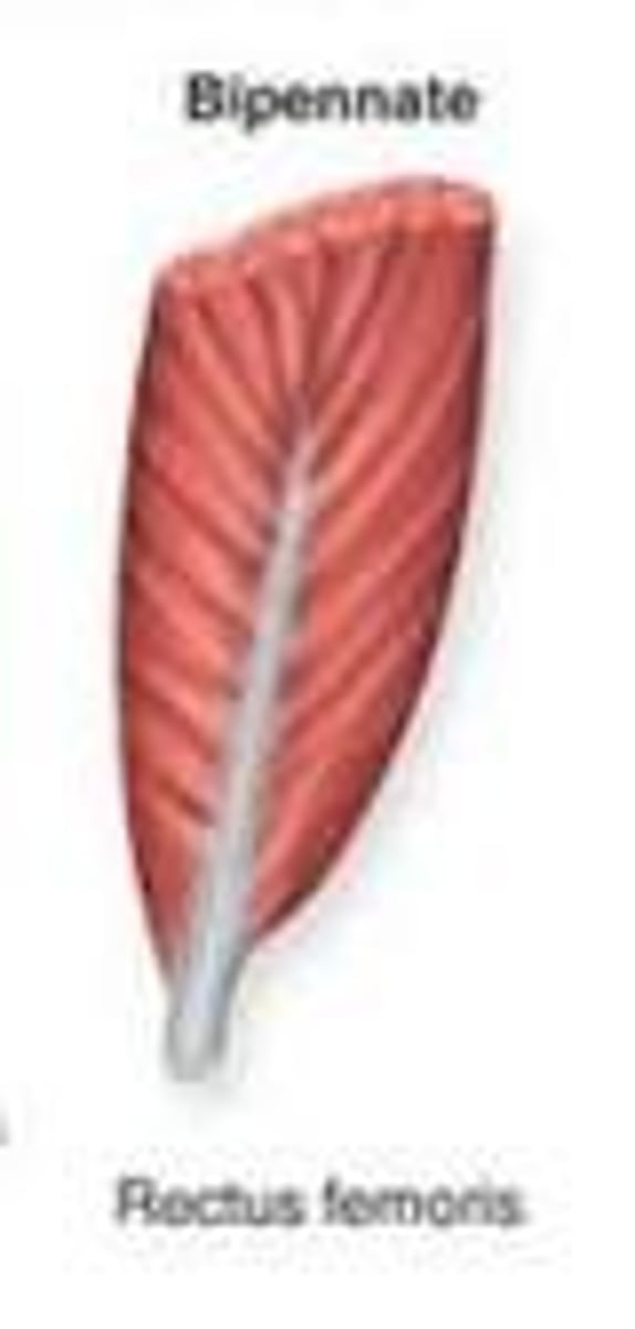 <p>fascicles attach to both sides of tendon</p>