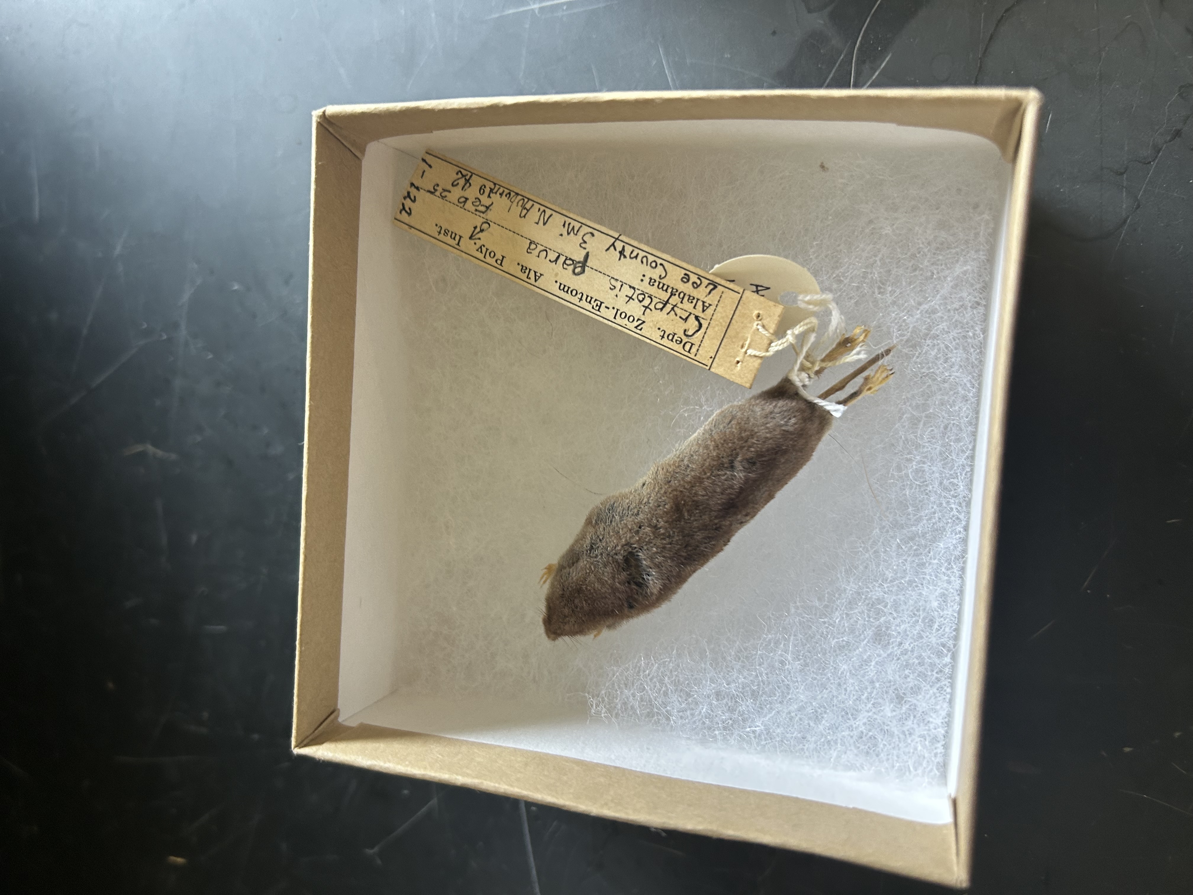 <p>What is the common name of this mammal?</p>