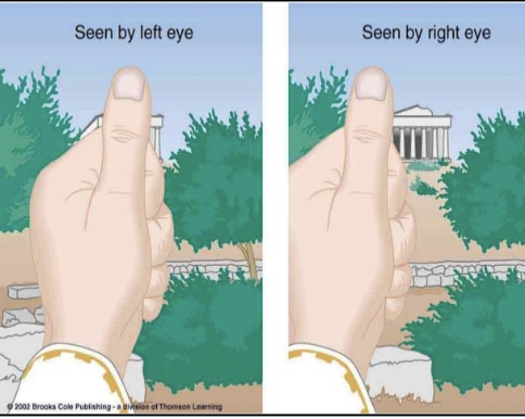<p><span style="color: red;"><strong>Retinal disparity:</strong> Difference between the different retinal images received by either eye. Closer the object = greater disparity.&nbsp;</span></p><ul><li><p><span>Explains how an object is looked at with either eyeball at different angles - so the brain can give slightly different perspectives. </span></p></li><li><p><span>Occurs due to the horizontal separation of the eyes.</span></p></li></ul><p></p>