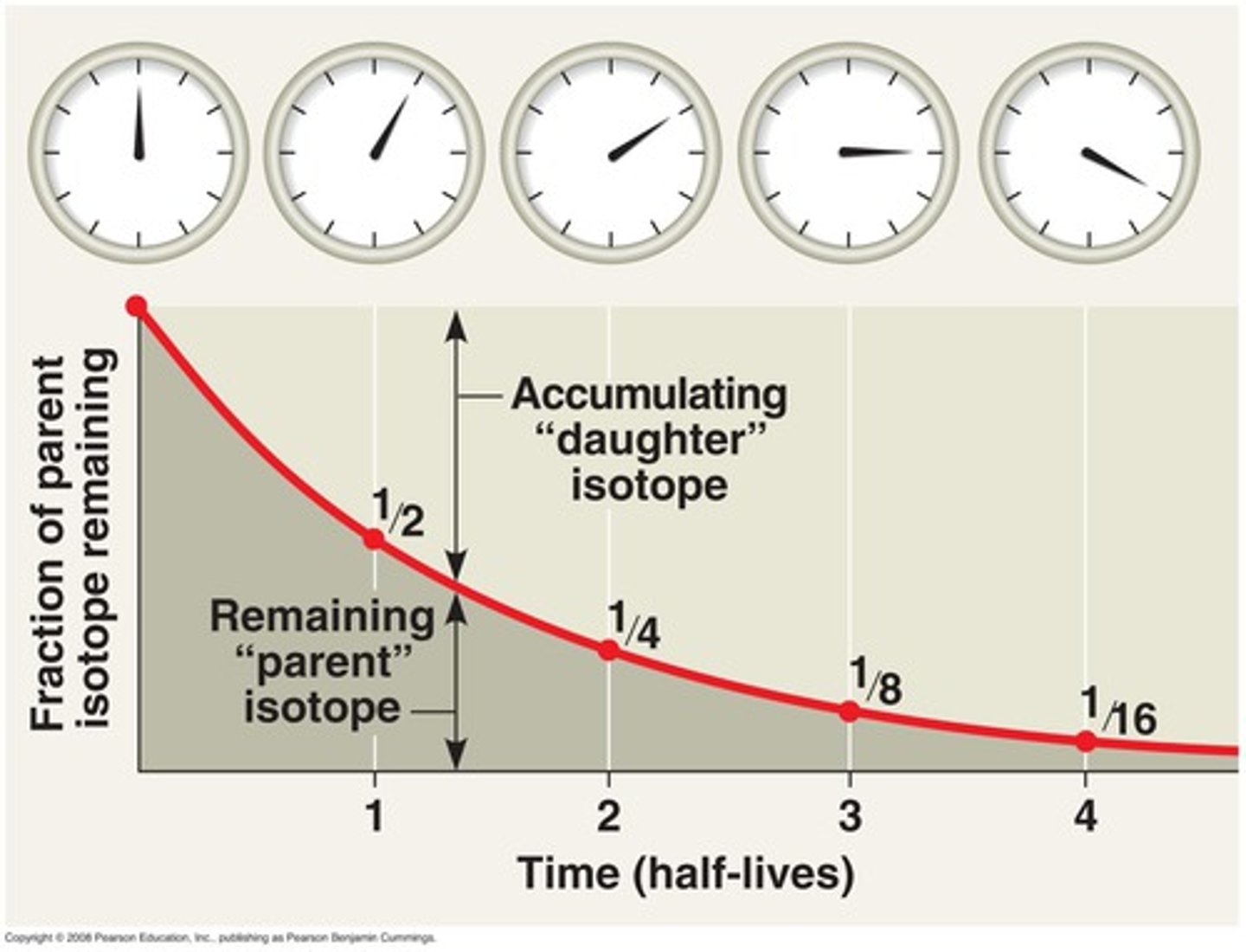 <p>A way to estimate the age of a fossil by analyzing the decay of radioisotopes within the accompanying rock (used in absolute dating)</p>