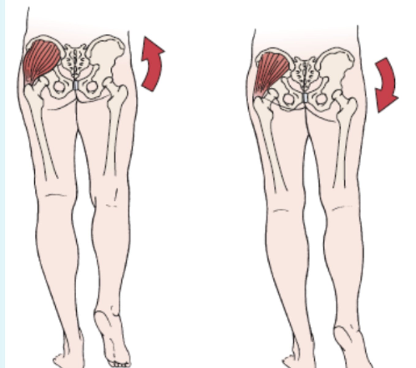 <p>- identify weakness of Gluteus Medius or unstable hip joint</p><p>- The patient is asked to stand on one lower limb. Normally, the pelvis on the opposite side should rise; this finding indicates a negative test</p><p>(+): If the pelvis on the opposite side (non-stance side) drops when the patient</p><p>stands on the affected leg, a positive test is indicated.</p>