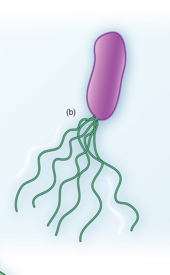 <p>Which arrangement of Flagella:</p><ul><li><p>Small bunches or tufts of flagella emerging from the same site</p></li></ul><p></p>