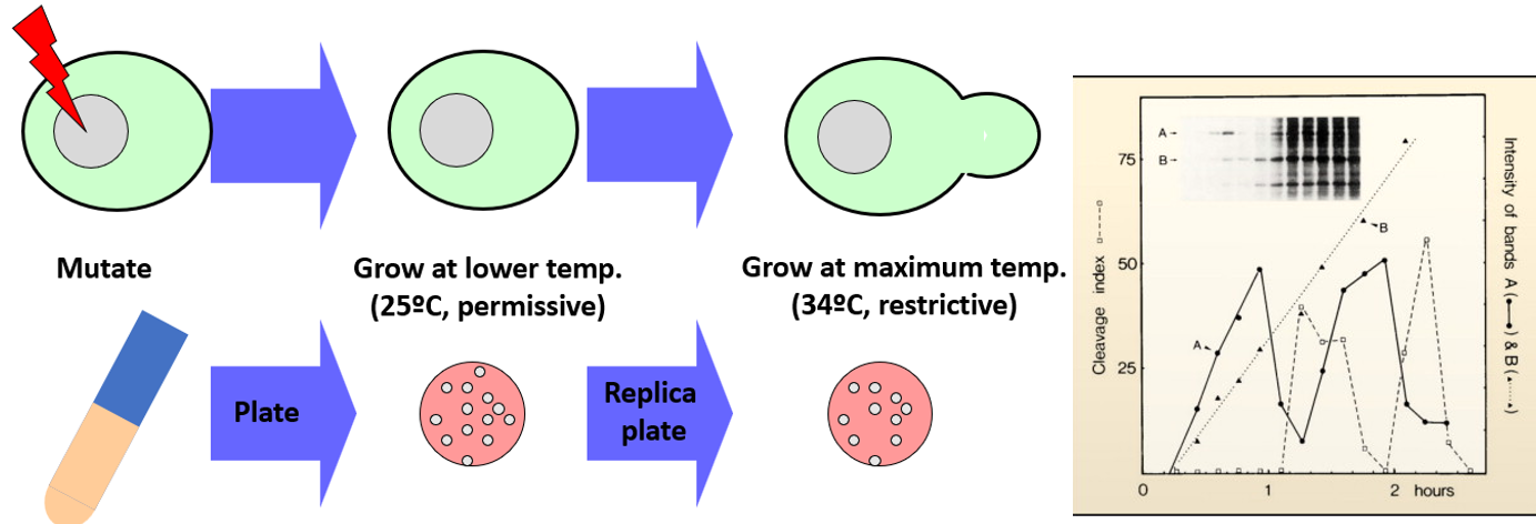 forward genetic screen

* create temperature sensitive mutants
* plate on solid media at permissive temperature
* stamp to replica plate at restrictive temperature
* look for dots that are on solid plate but not on replica plate

\
cycling of protein expression

* family of proteins that are synthesized and degraded rapidly in in the cell cycle