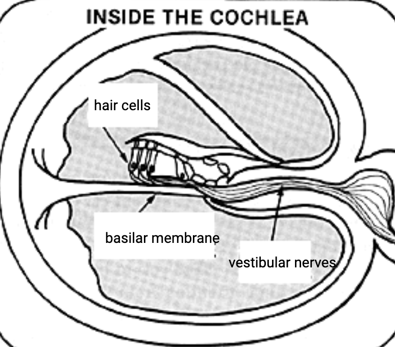 <p>fluid-filled, spiral-shaped cavity found in the inner ear that plays role in hearing and participates in the process of auditory transduction.</p><p></p>