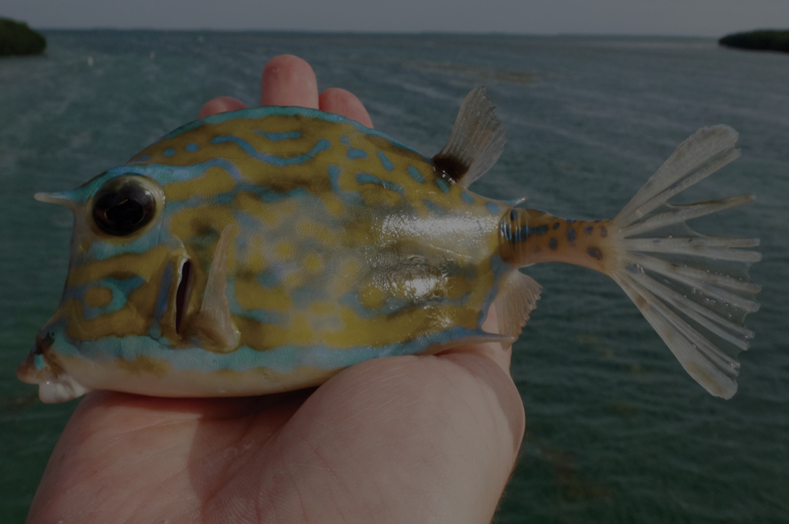<p>Yellow/gold body with bluish line/squiggle markings on body</p><p>Blue line runs from snout to anal fin</p><p>Below is white</p><p>Small spine on upper side of caudal peduncle</p>