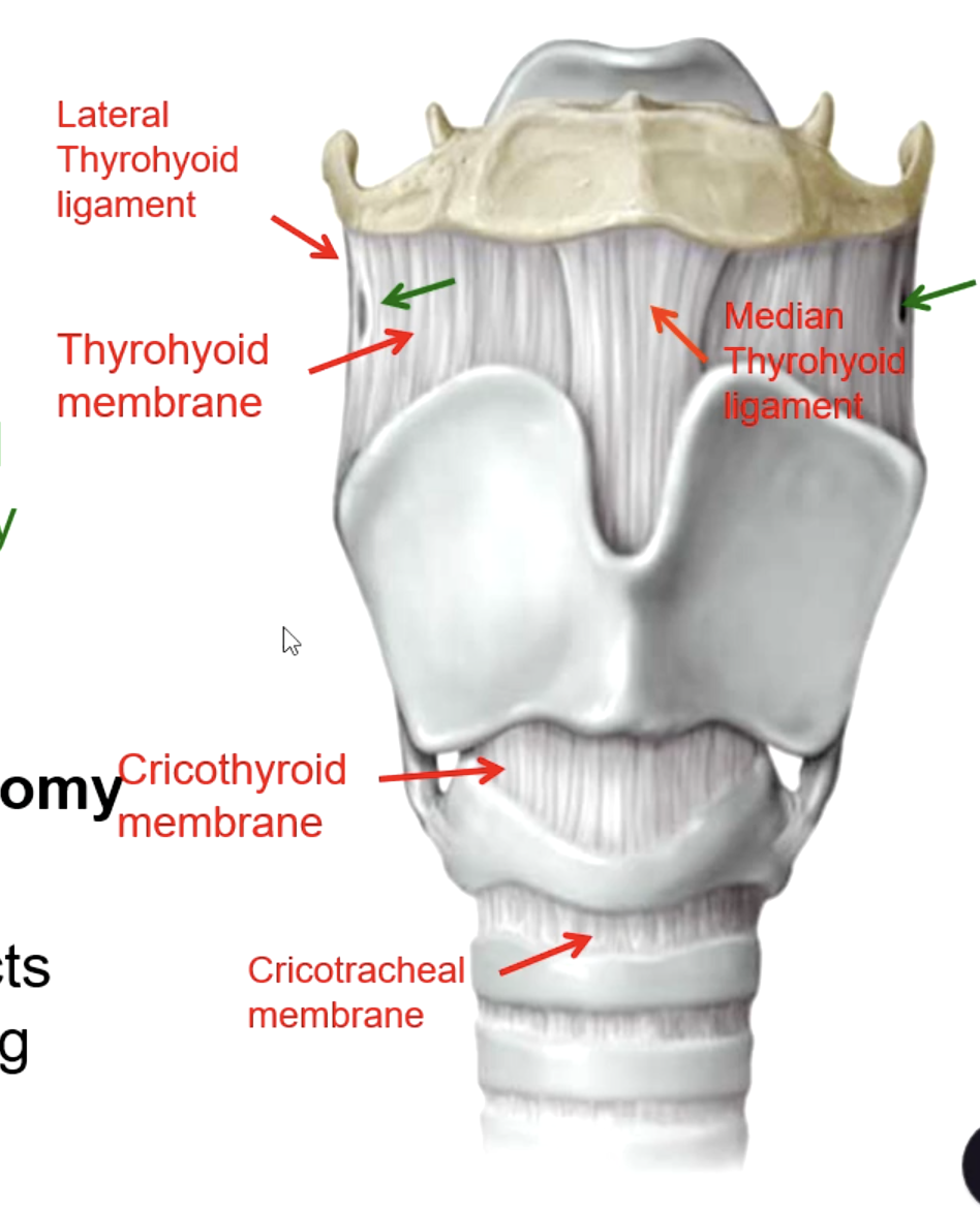<p>cricotracheal membrane</p>