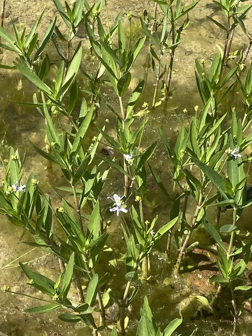 <p>opposite and simple leaves, axillary flower clusters, bilobate corolla, two stamens. When fruiting peduncles are longer than petioles, corolla often white with one purple lip</p>