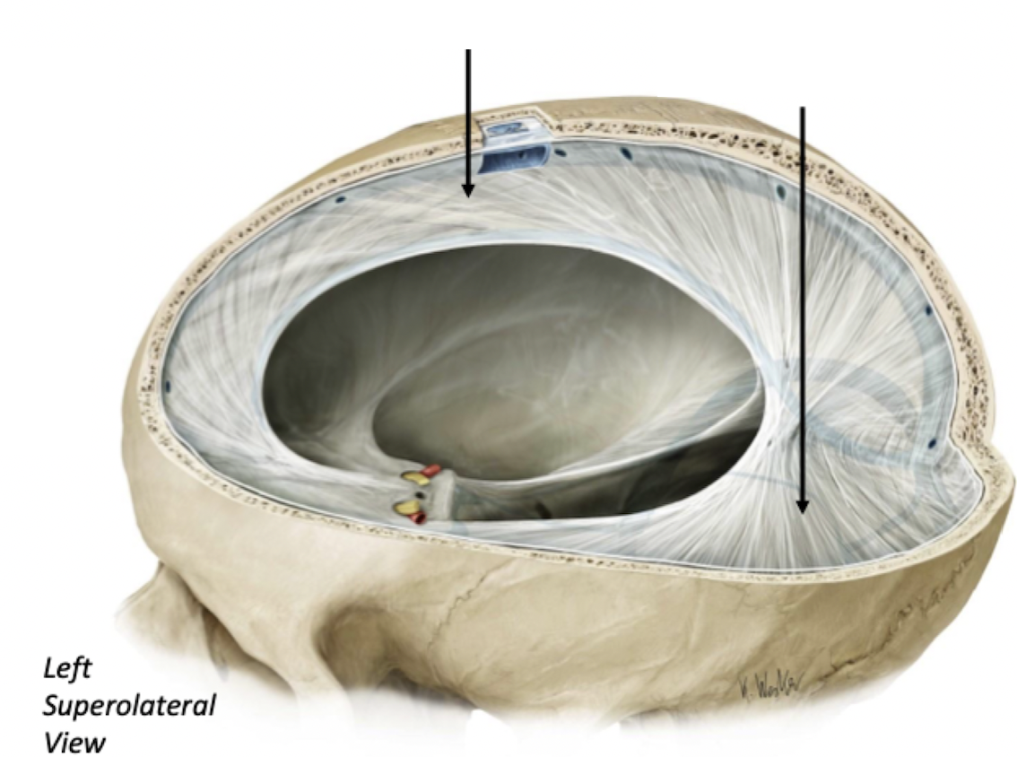 <p> Dura Mater Invaginations (Folds)</p>