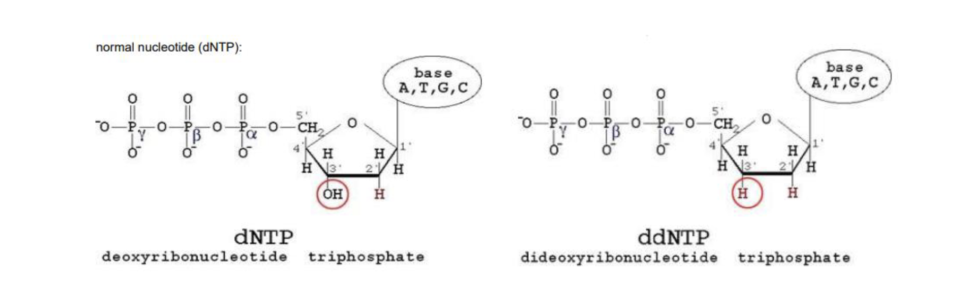 <p>dNTPs are standard → they have a OH group on the 3’ end </p><p>ddNTPs (deoxi nucleotide triphosphate) → has OH switched with an H can’t add another nucleotide after these</p>