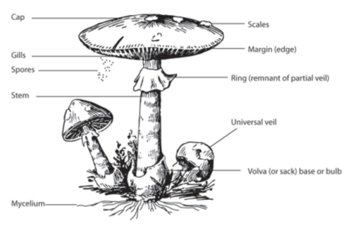 <p>The <strong>above ground structure</strong> that houses the spores</p><ul><li><p>Called the mushroom cap</p></li><li><p>On the underside of the cap, spore-producing structures called <strong>basidia</strong> form on the mushroom’s <strong>gills</strong></p></li></ul>