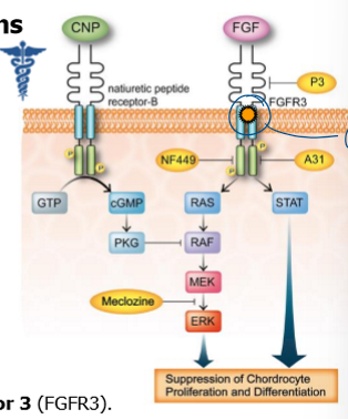 <p>short-limed dwarfism in humans </p><ul><li><p>caused by G380R mutation within FGF receptor 3 </p></li><li><p>mutation causes constitutive activation of receptor, some of which is ligand-independent </p></li><li><p>hyperactive FGFR3 inhibits chondrocyte proliferation → arrest in prolif </p></li></ul><p></p>