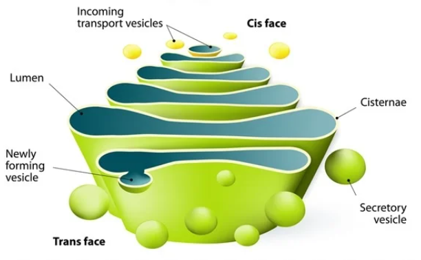 <p>contains flattened membranous sacs called cisternae</p><p>separate the sacs from the cytosol</p><p>has directionality</p><p>cis face receives vesicles from the ER</p><p>trans face sends vesicles back out into the cytosol to other locations or to the plasma membrane for secretion</p><p>function is to receive transport vesicles with materials from the ER, modify the materials(correctly fold and chemically modify newly formed cellular products like proteins), sorts the materials, adds molecular tags, and packages materials into new transport vesicles that exit the membrane via exocytosis</p>