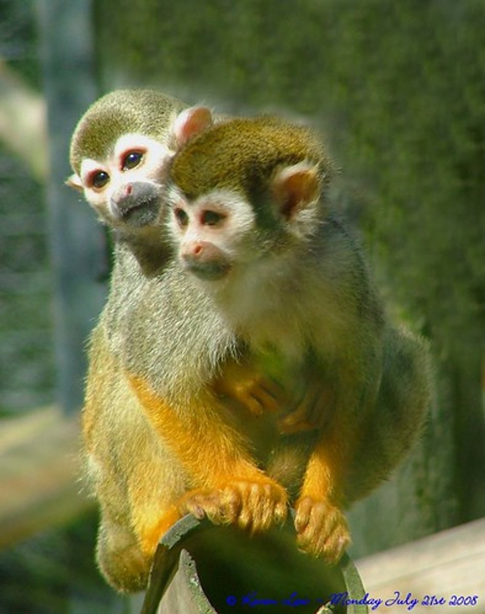 <p>monkey</p>