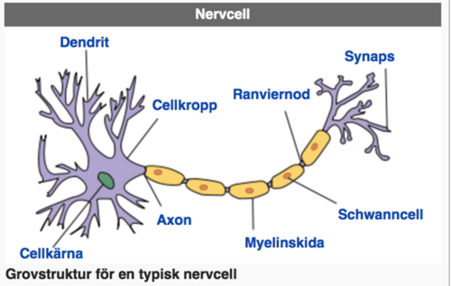 <p>Isolera axonet med ett fettlager för att effektivisera signalens hastighet</p>