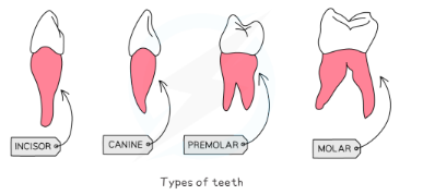 incisor - chisel shaped for biting and cutting

canines – pointed for tearing, holding and biting

premolars and molars – larger, flat surfaces with ridges at the edges for chewing and grinding up food