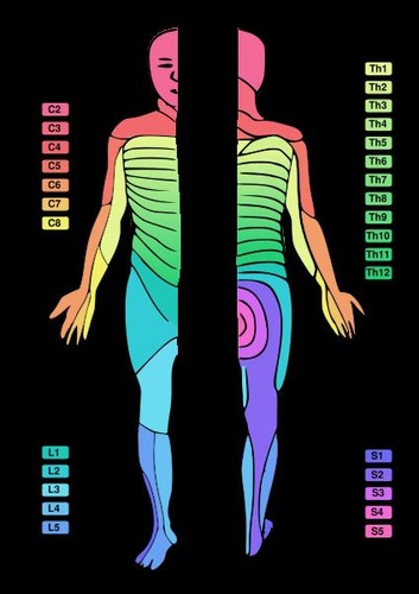 <p>Skin area supplied by a single spinal nerve.</p>