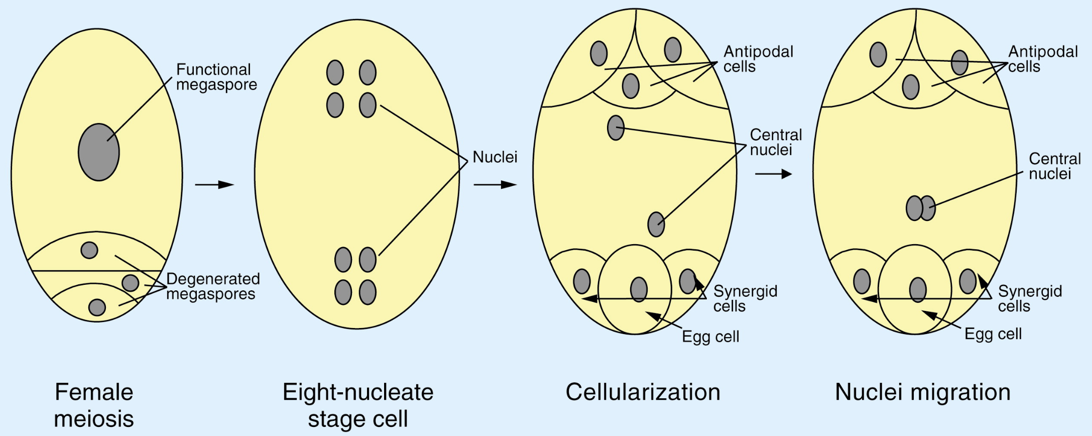 <ol><li><p>(2n) megasporocytes form (n) megaspores via meiosis</p></li><li><p>megaspores grow into a 7-cell female gametophyte via mitosis</p></li></ol><p>(includes egg and central wall with 2 nuclei)</p><p></p>