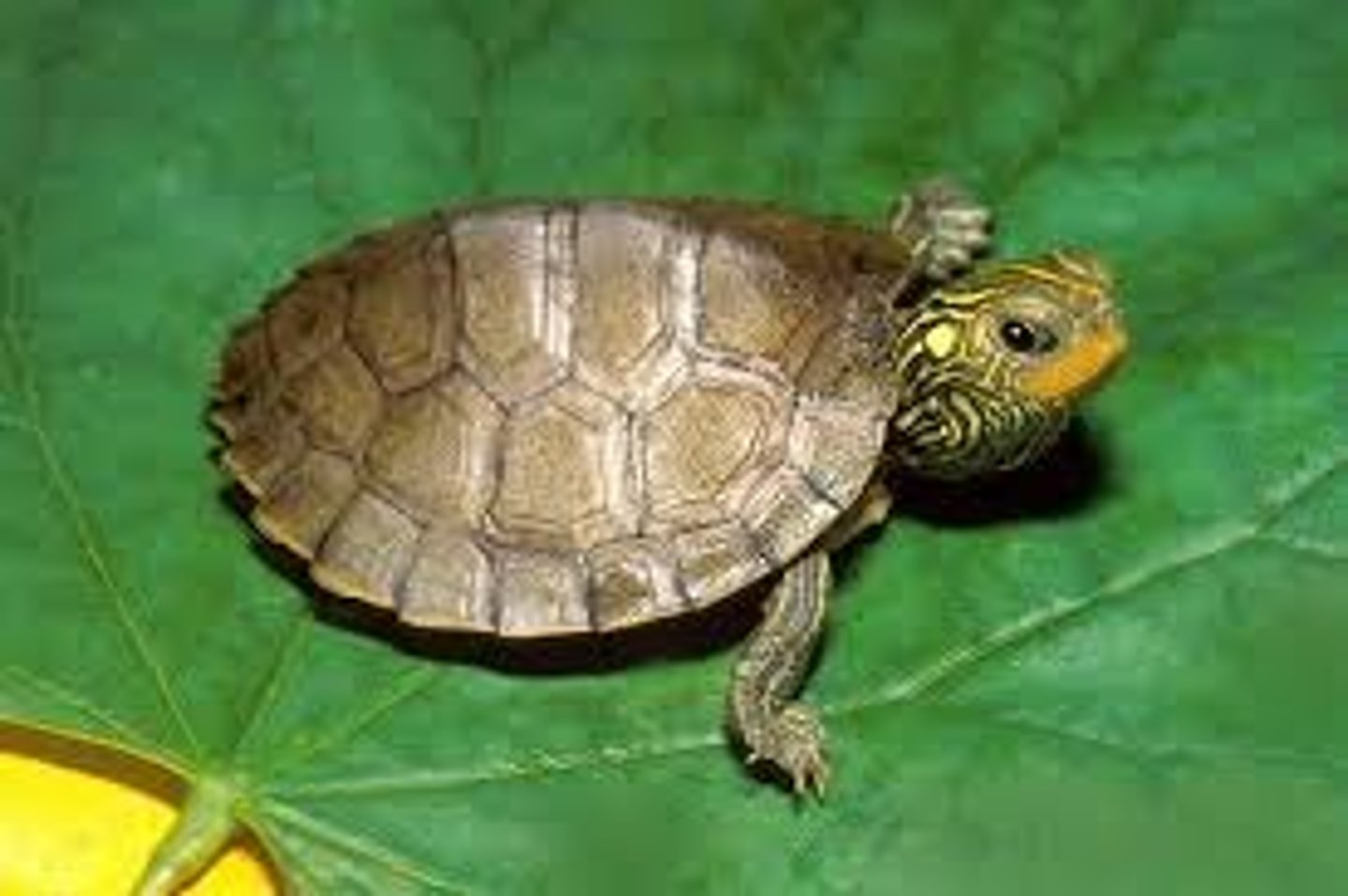 <p>Turtle</p>