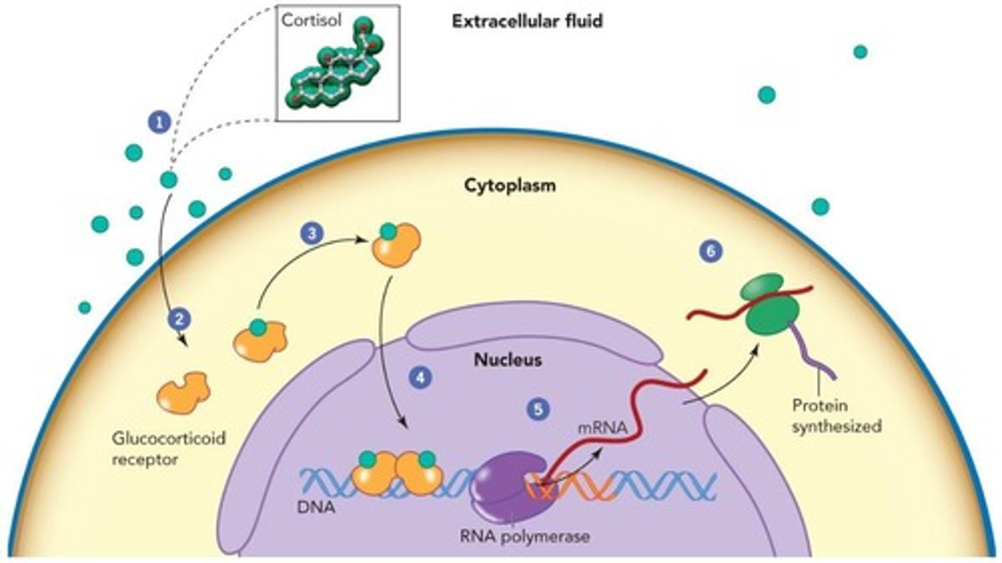 <p>Nuclear receptor that activates gene expression via GRE.</p>