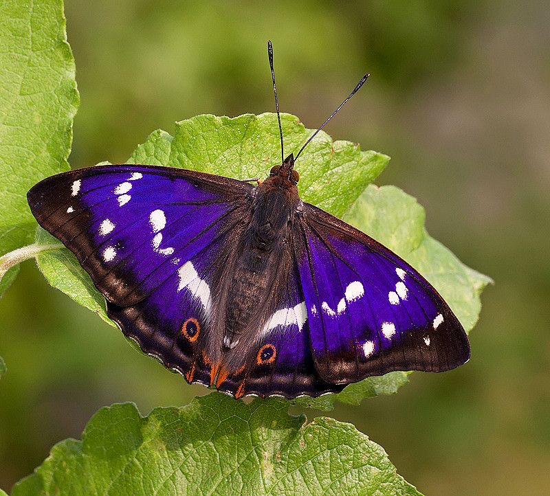 <p>Great purple emperor </p>