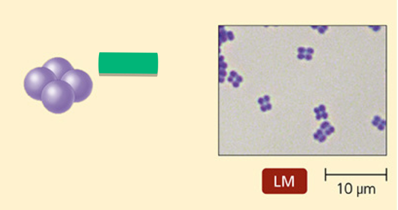 <p>What is the arrangement of this prokaryotic cell?</p>