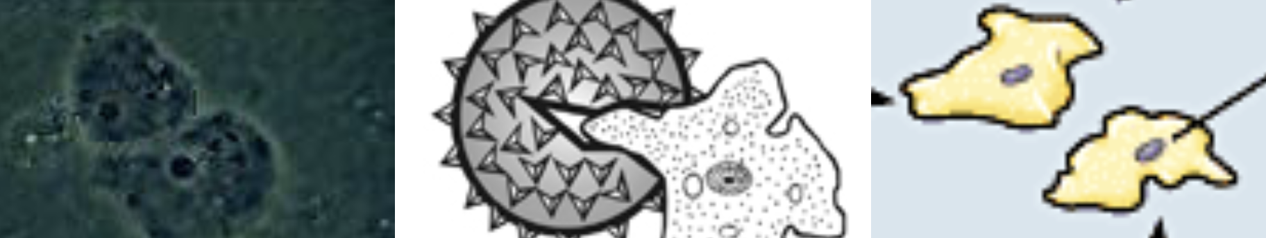 are the basic unit of structure of slime 
molds and are uninucleate, naked, haploid amoeba