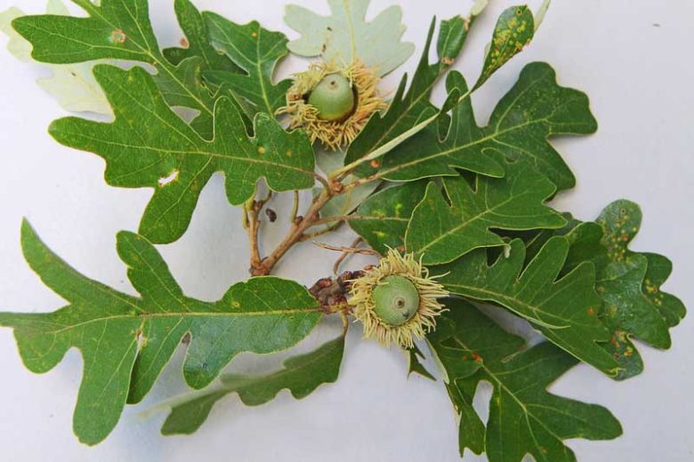 <p>Bur Oak</p>